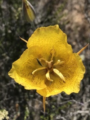Calochortus weedii weedii