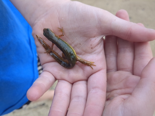 Eastern Newt