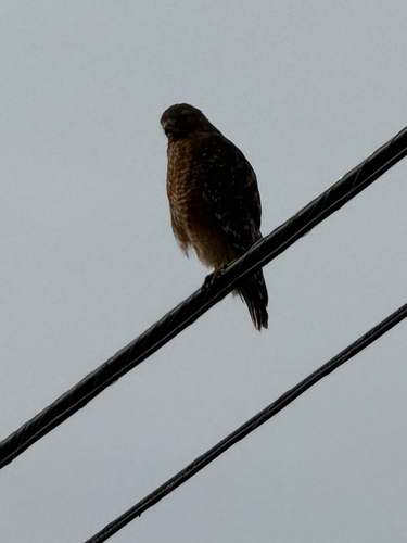 Red-shouldered Hawk