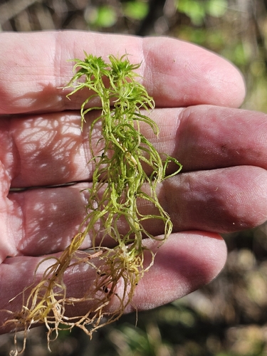 Sphagnum fimbriatum observed 2026-10-10