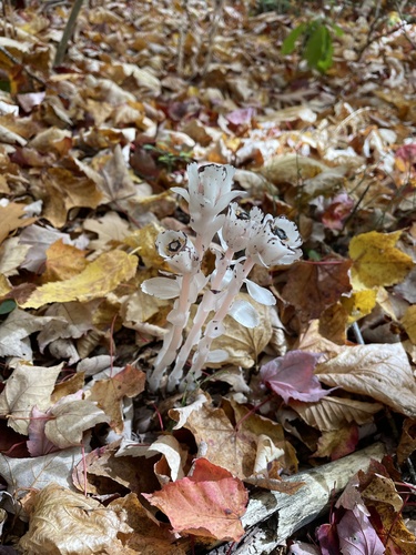 Ghost Pipe