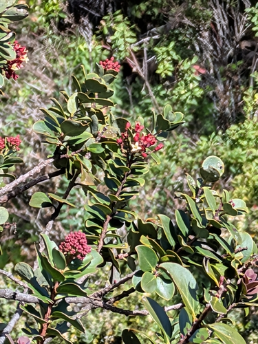 Santalum haleakalae observed 2026-09-29