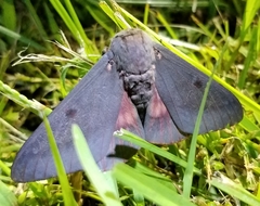 Citheronia sepulcralis