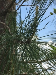 Pinus serotina