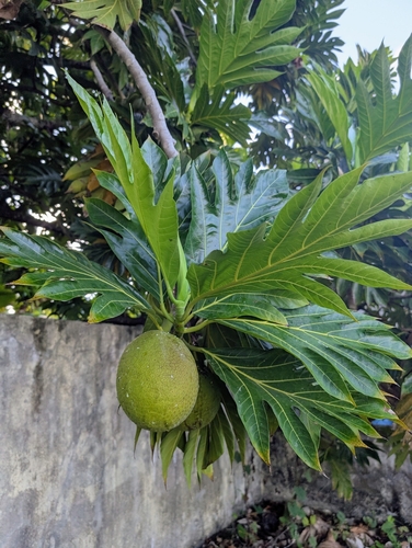 Artocarpus altilis observed 2026-10-10