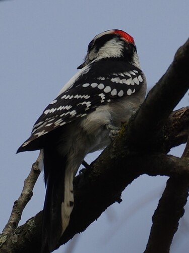 Downy Woodpecker