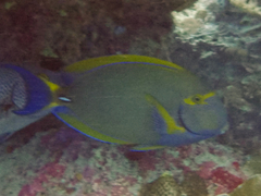 Acanthurus dussumieri
