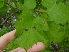 Crataegus coccinea
