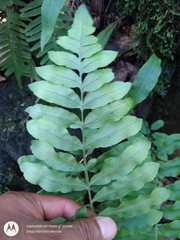 Microlepia