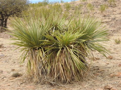 Dasylirion durangense