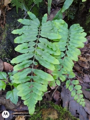 Microlepia