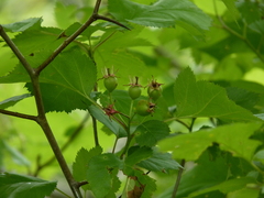 Crataegus coccinea