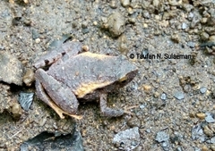 Microhyla palmipes