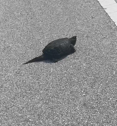 Common Snapping Turtle observed by charlie_held