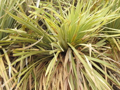 Dasylirion durangense