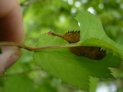 Crataegus coccinea