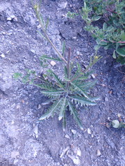 Brassica elongata pinnatifida