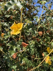 Fremontodendron californicum