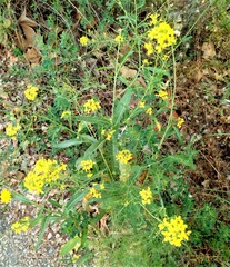 Brassicaceae