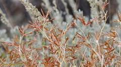 Cordylanthus rigidus