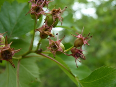 Crataegus coccinea