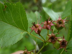 Crataegus coccinea