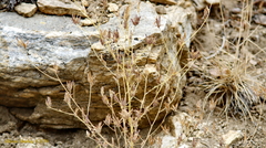 Cordylanthus rigidus