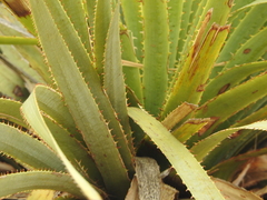 Dasylirion durangense