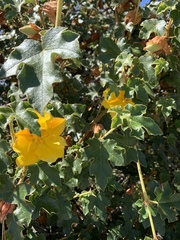 Fremontodendron californicum