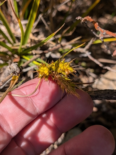 Carex wahuensis observed 2026-09-29