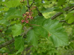 Crataegus coccinea
