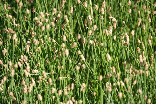 Eleocharis geniculata observed 2026-10-10
