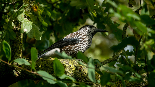 Slender-billed Nutcracker