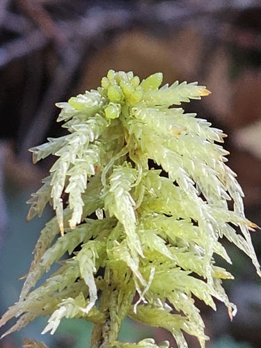 Sphagnum centrale observed 2026-10-10