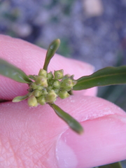 Brassica elongata pinnatifida