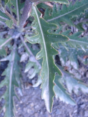 Brassica elongata pinnatifida