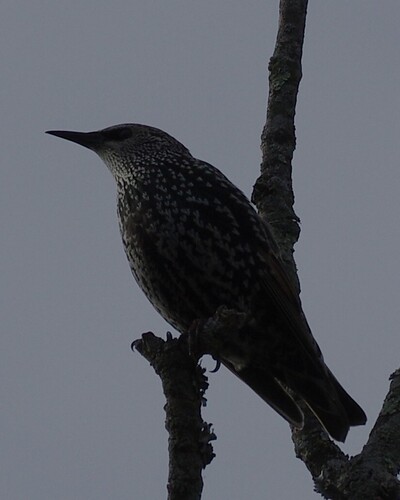 European Starling