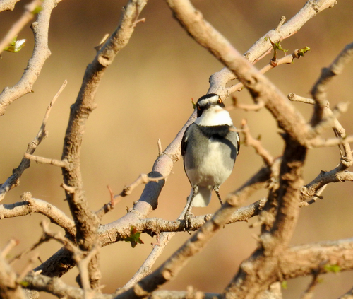 iNaturalist image