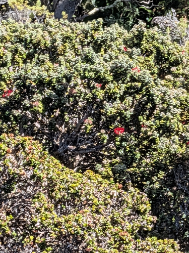 Metrosideros polymorpha observed 2026-09-29