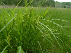 Carex grisea