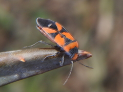 Lygaeus analis