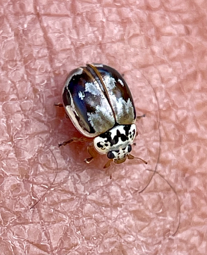 Painted Lady Beetle