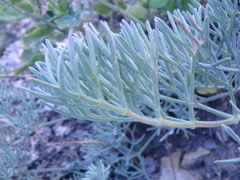 Seseli ponticum