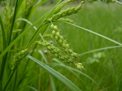 Carex grisea