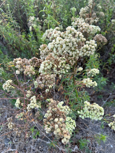 Baccharis douglasii, 2026-10-08