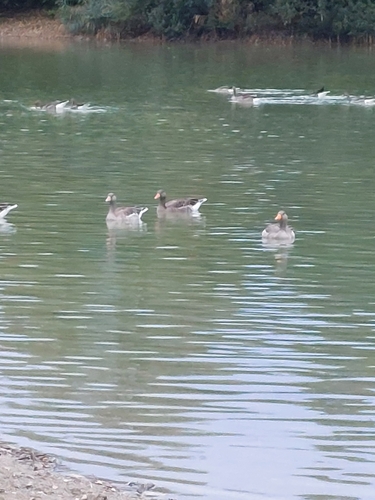 Greylag Goose