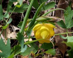 Calochortus pulchellus