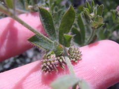 Dorycnium
