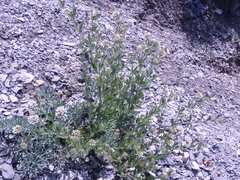 Dorycnium