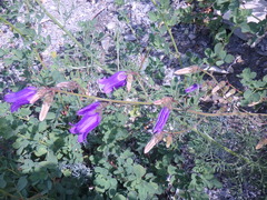 Campanula komarovii